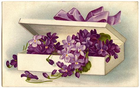 vintage image violets  fancy box  graphics fairy