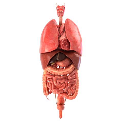 organs  torso diagram gastrointestinal system poster xcm