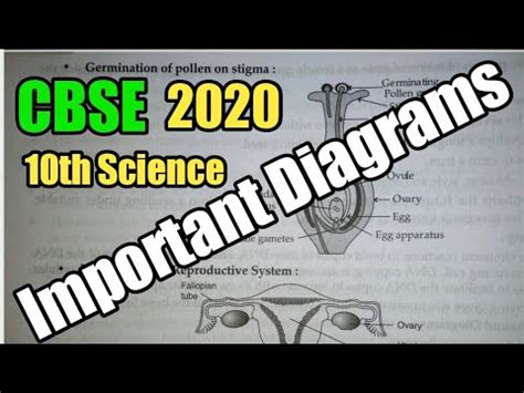 class  science important diagrams cbse board exam  class