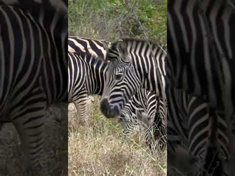 tiger  zebra full video  youtube