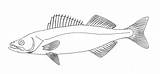 Walleye Pike Fish Template Coloring Pages sketch template