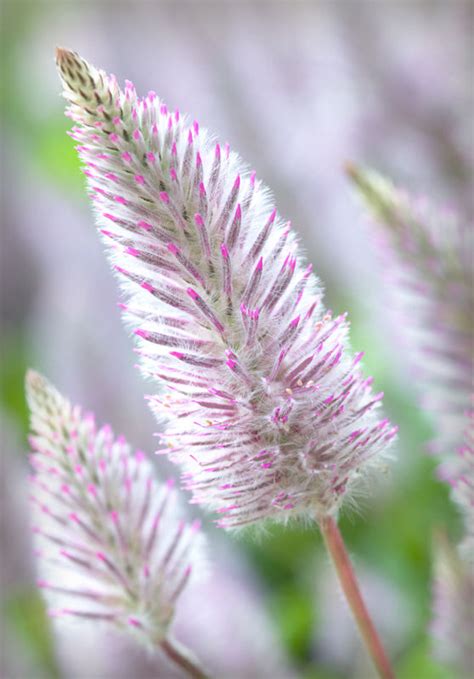 pink mulla mulla plant nature  anitas photoblog