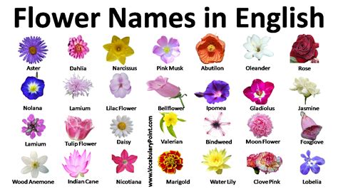 list  flower names  english vocabulary point