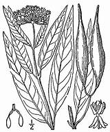 Milkweed Swamp Drawing Plants sketch template