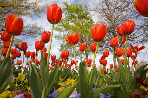easter tulips pt  easter tulips   neighborhood  ca matt pasant flickr