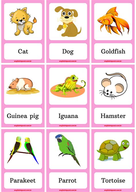 pets flashcards englishgood vocabulary practice