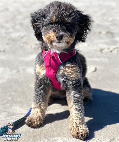 The Cutest Photos Of Adult Mini Aussiedoodles Awesomedoodle