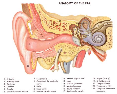 ear canal