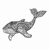 Zentangle Whale Patterned Vector Illustration Ornamental Artistically Drawn Coloring Hand Adult Print Preview sketch template