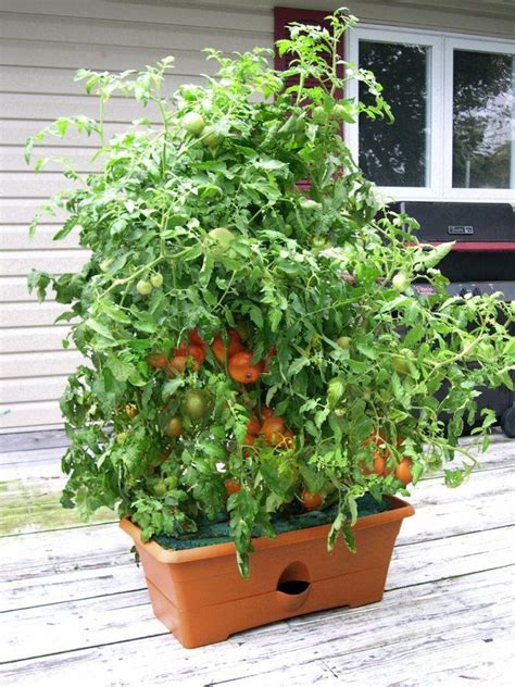 watering planters   container gardening