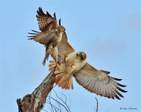 fighting red tailed hawks fighting red tailed hawks anahua flickr