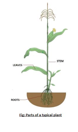 draw  figure   plant  show  parts   root stem  leaves