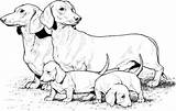 Coloring Dog Pages Dachshund Puppies Dogs Weiner Realistic Printable Sheets Puppy Print Supercoloring Color Book Colouring Drawing Kleurplaat Kids Breed sketch template