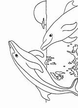Delfine Golfinhos Dois Brincando Desenhos Qdb Malvorlagen sketch template