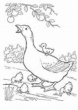 Coloring Goose Mother Pages Printable Goslings Geese Baby Game Kids Print Comments Popular Coloringhome Categories Books sketch template