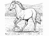 Colorat Planse Cal Cai Desene Imagini Horse Animale Calul sketch template
