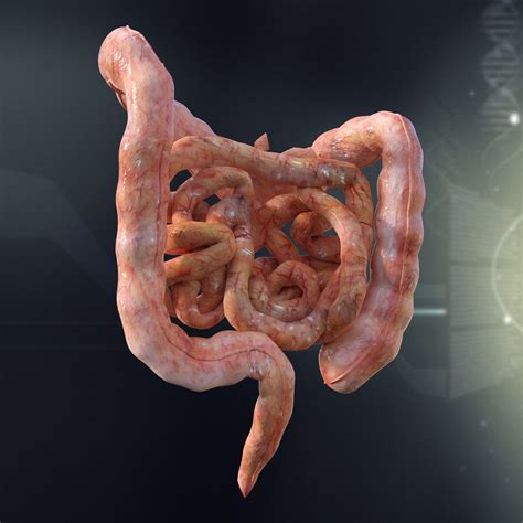 human intestines anatomy  model