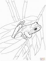 Coloring Frog Pages Frogs Tree Printable Colouring Eyed Red Coqui Green Stadium Adult Drawing Comments Adults Popular Coloringhome Getdrawings Library sketch template