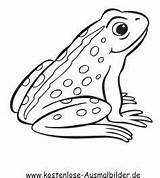 Frosch Ausmalbilder Ausmalbild Ausmalen Froesche Ausdrucken Frösche Zeichnen Malvorlage Malvorlagen Frog Besuchen Dekorationsideen Ausmalbilderpferde sketch template