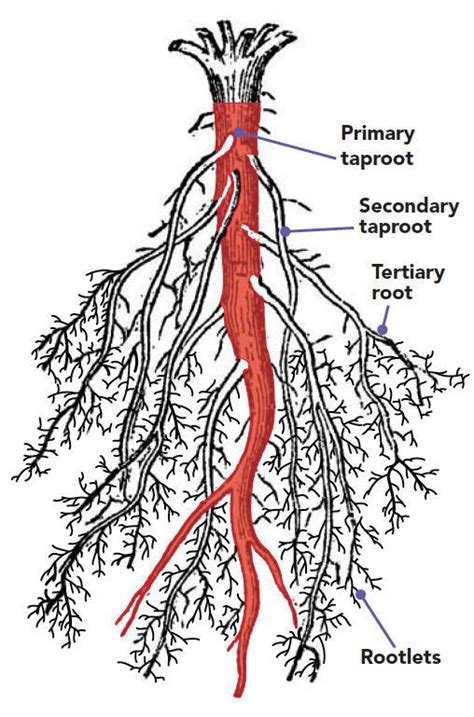 root diagram plant data diagram medis