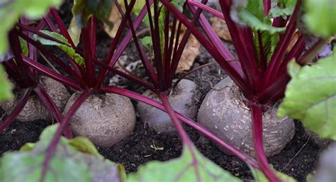 grow beets  containers garden helpful