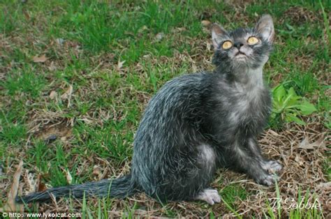 this cat looks just like a werewolf and it s here to haunt your dreams