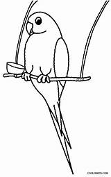 Parrot Papagei Ausmalbilder Cool2bkids Malvorlagen Birds Clipartmag Getdrawings sketch template