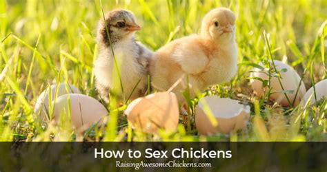how to sex chickens