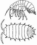 Isopod Pill Isopods Designlooter Getcolorings Objectives sketch template