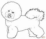 Bichon Frise Coloring Pages Dog Maltese Drawing Printable Puppy Supercoloring Dogs Drawings Short Sketches sketch template