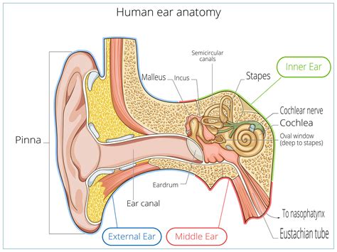ear anatomy   hearing loss hearing aids audiology
