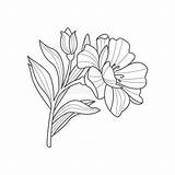 Calendula Flower Drawing Coloring Vector Monochrome Book Illustration Hand Simple Drawn Style Stock Para Flores Flor Flowers Dibujar October Drawings sketch template