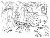 Rainforest Coloring Pages Animal Habitat Printable Animals Forest Amazon Kids Jungle Preschool Choose Board Print sketch template