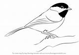 Chickadee Capped Draw Drawing Birds Step Drawingtutorials101 Bird Drawings Clipart Sketch Tutorials Pencil Animals Templates sketch template