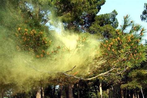 Could That Viral Pollen Cloud Be Real Well These Are Extreme Times
