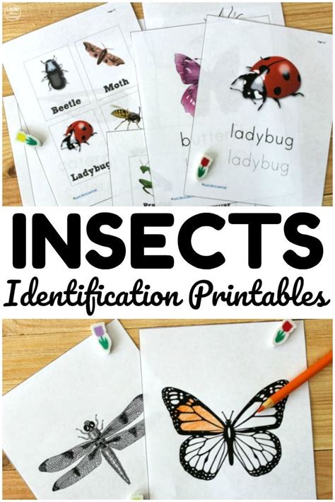 bug identification printables   fun  teaching kids
