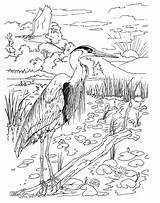 Coloring Pages Bird Dover Publications Birds Choose Board sketch template