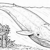 Whale Sperm sketch template