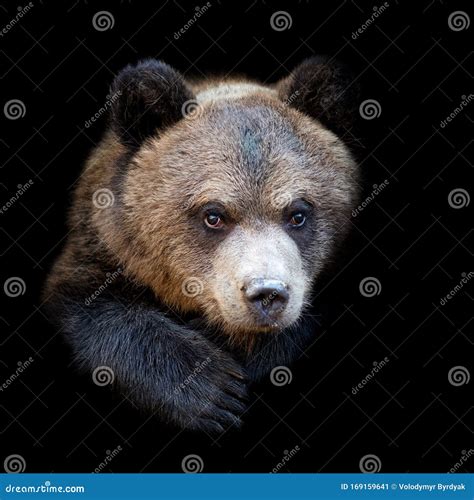 bear  dark background stock image image  dangerous