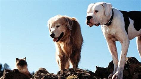greatest  dogs   history   world