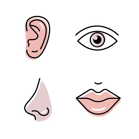 human organs set ear eye nose mouth symbols sense icons thin