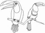 Coloring Tree Toucan Mandala Pages Toucans Alighting Two Realistic Seven Cartoon Beautiful sketch template