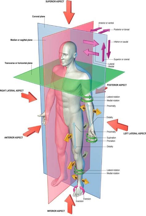 anatomical planes  orientations   scientific diagram