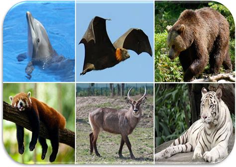 le caratteristiche generali dei mammiferi il mondo degli animali
