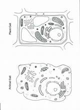 Coloring Cell Plant Popular sketch template
