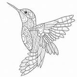 Adults Mandala Hummingbird sketch template