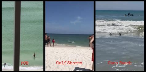 sharks filmed off beaches in panama city coco beach and