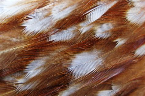 chicken feathers david davies flickr