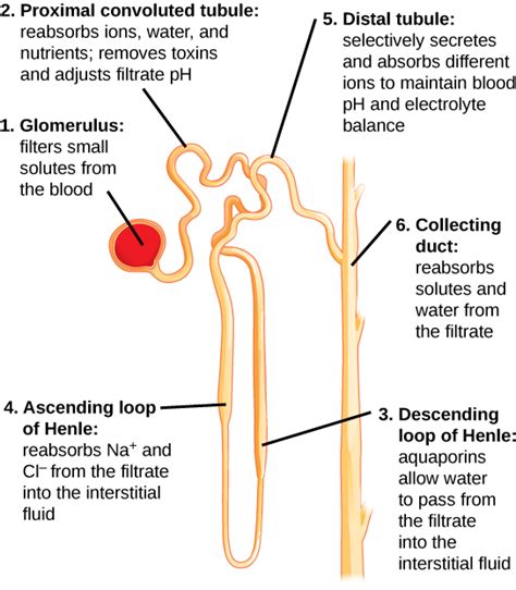 nephron structure bio human biology