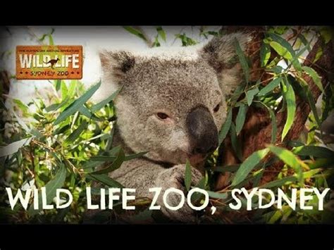 wild life zoo sydney australia  youtube